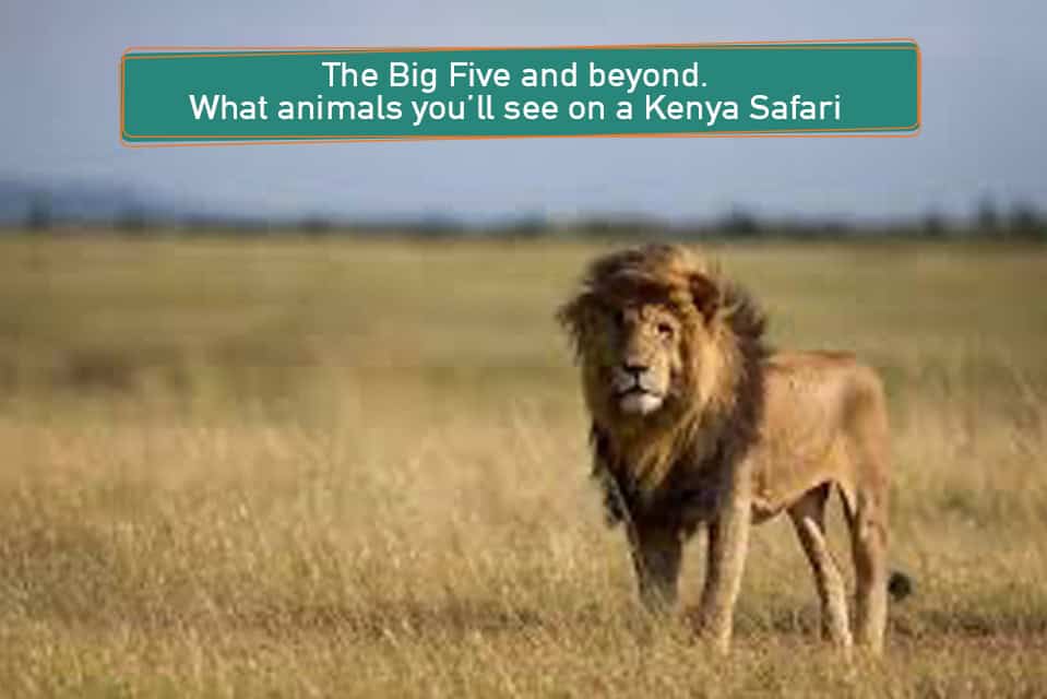 The Big Five of Kenya