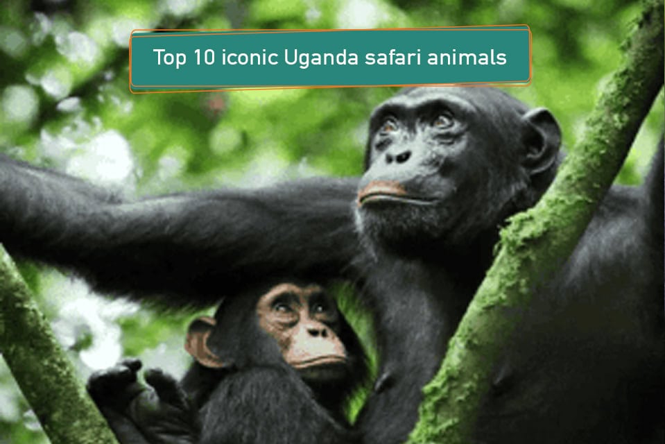 Top 10 Iconic Uganda Safari Animals