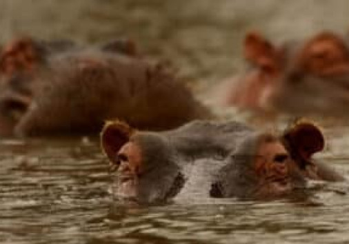 Hippos:excellent africa tours