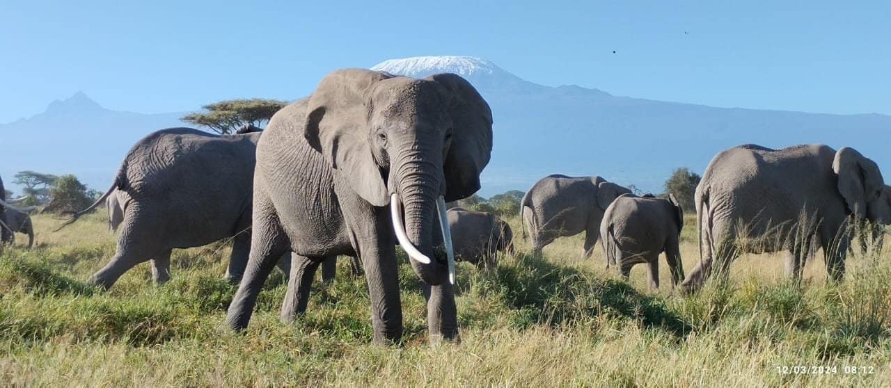 Amboseli Excellent Africa Tours Travel Kenya