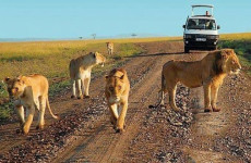 10 Days Uganda Safari