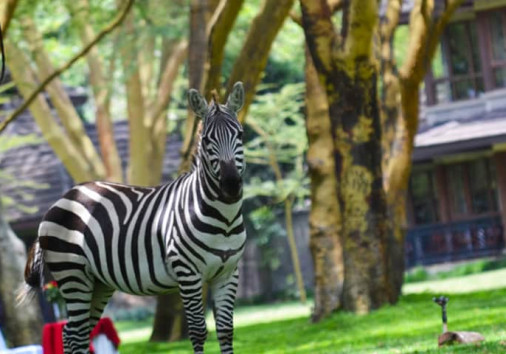 Web Deal Naivashasimba