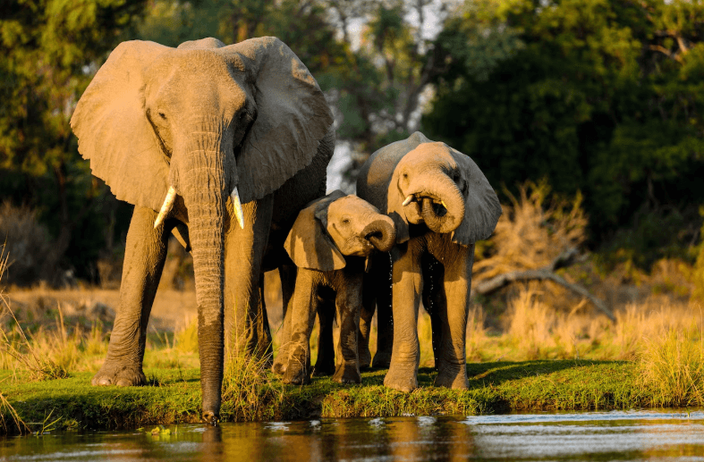 Elephants Enjoy A Drink