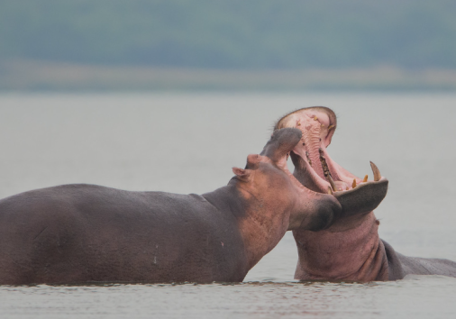 Queen Elizabeth Hippos