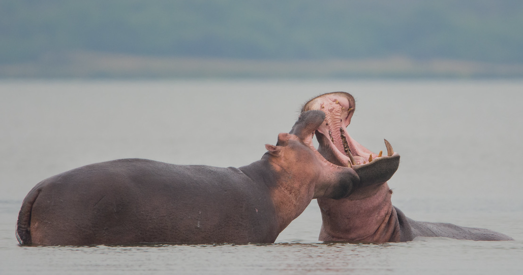 Queen Elizabeth Hippos