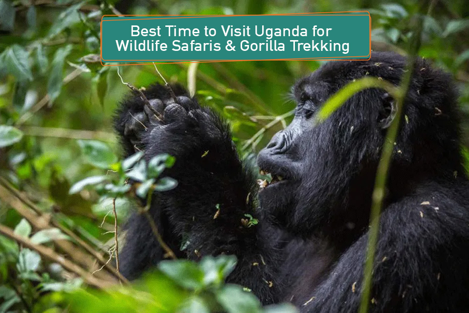 Best Time for Uganda Wildlife Safaris & Family Trips with Gorilla Trekking