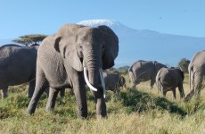 10 Days Kenya Wildlife and Diani Beach Experience