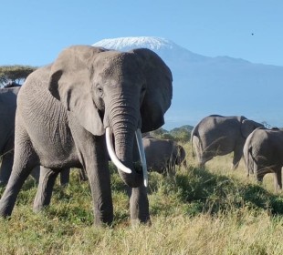 10 Days Kenya Wildlife and Diani Beach Experience