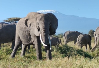 10 Days Kenya Wildlife and Diani Beach Experience
