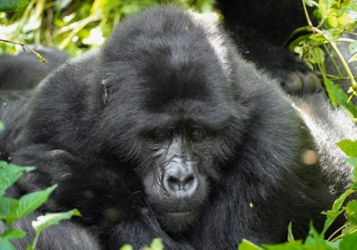 Bwindi Gorillas