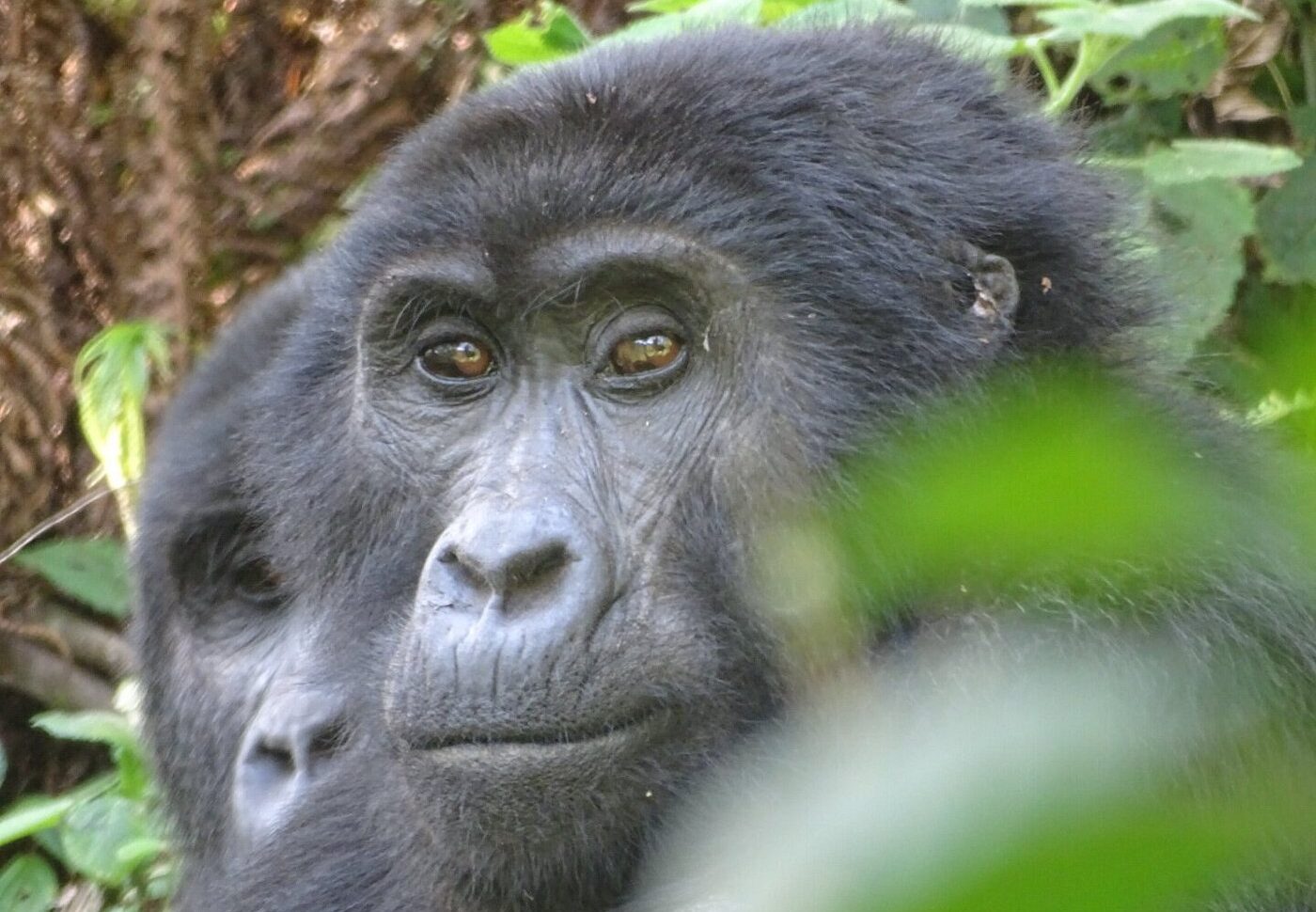3 Days Bwindi Gorilla Trekking Safari