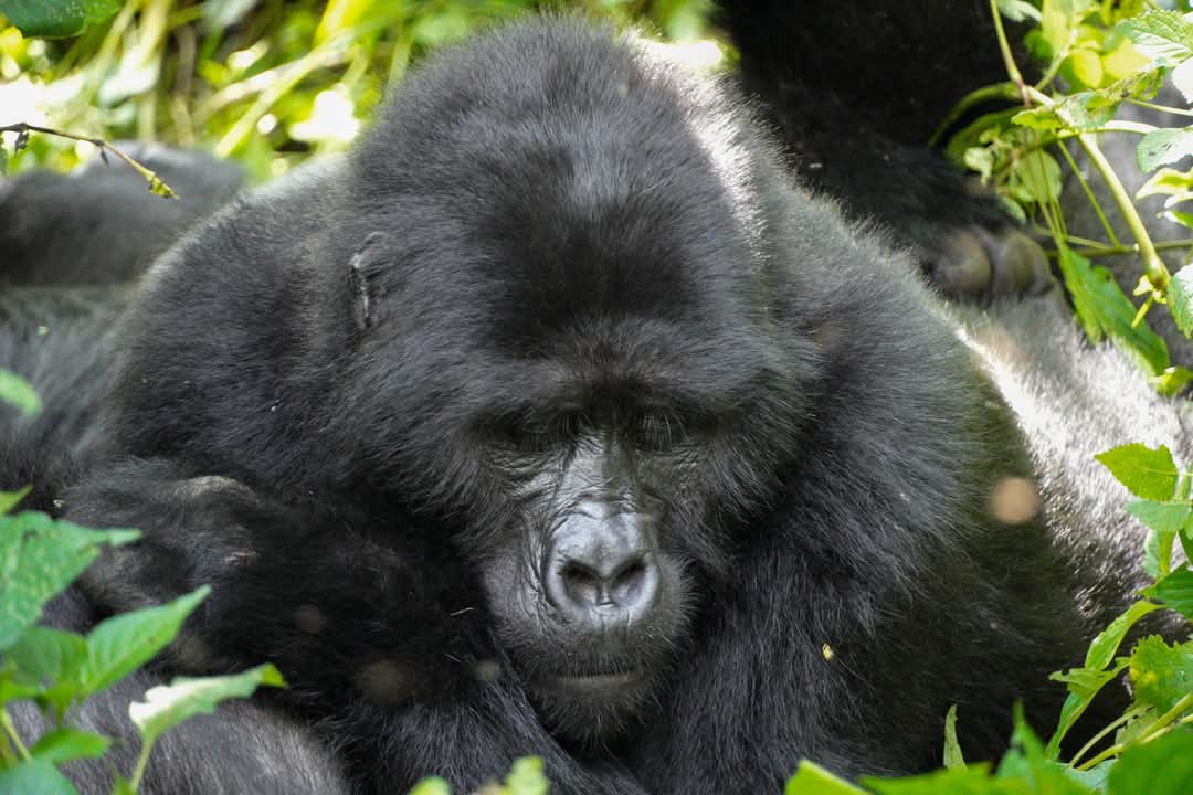 Bwindi Gorilla Trek