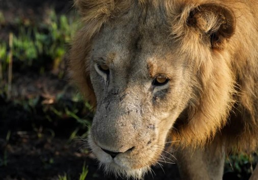 Close Encounter With Lions