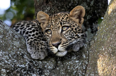 4 Days Masai Mara Migration Safari