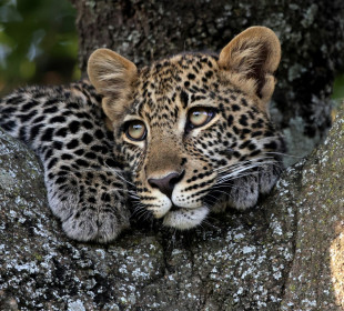 4 Days Masai Mara Migration Safari