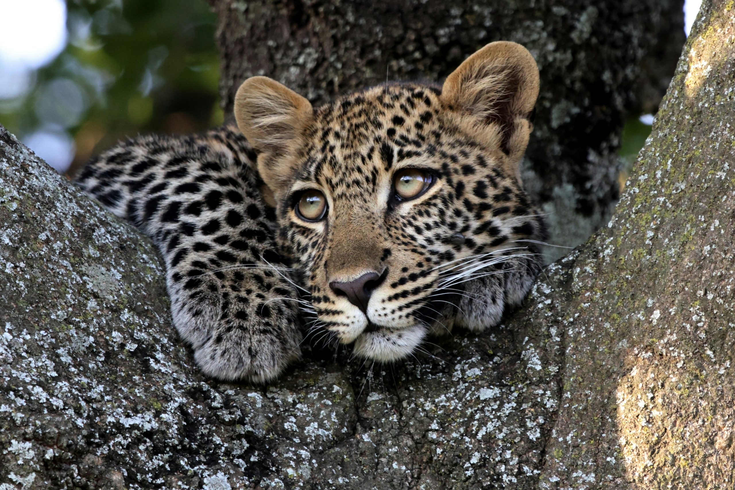 4 Days Masai Mara Migration Safari