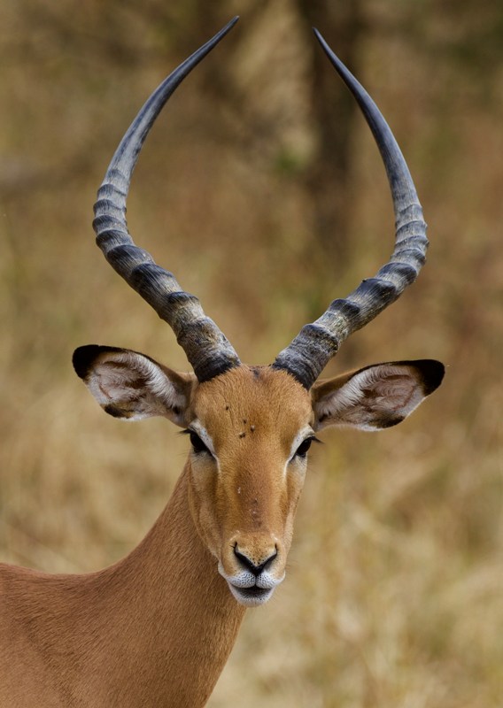 Excellent,africa Impala