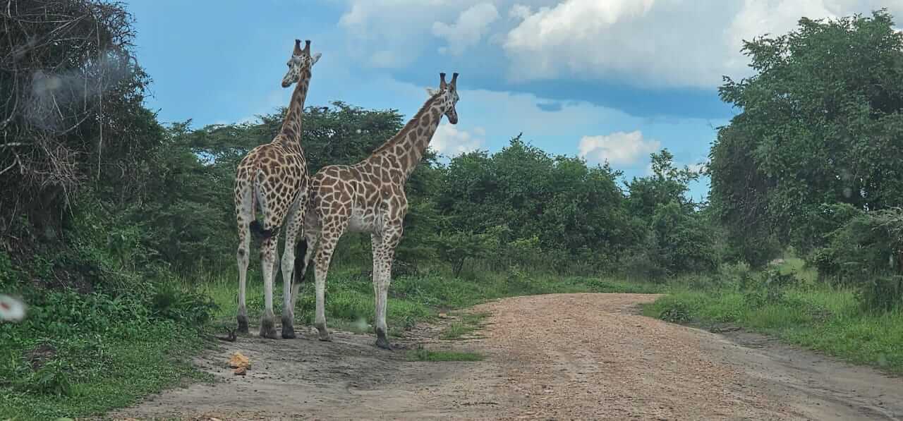 Giraffe Couple Murchison Falls National Park
