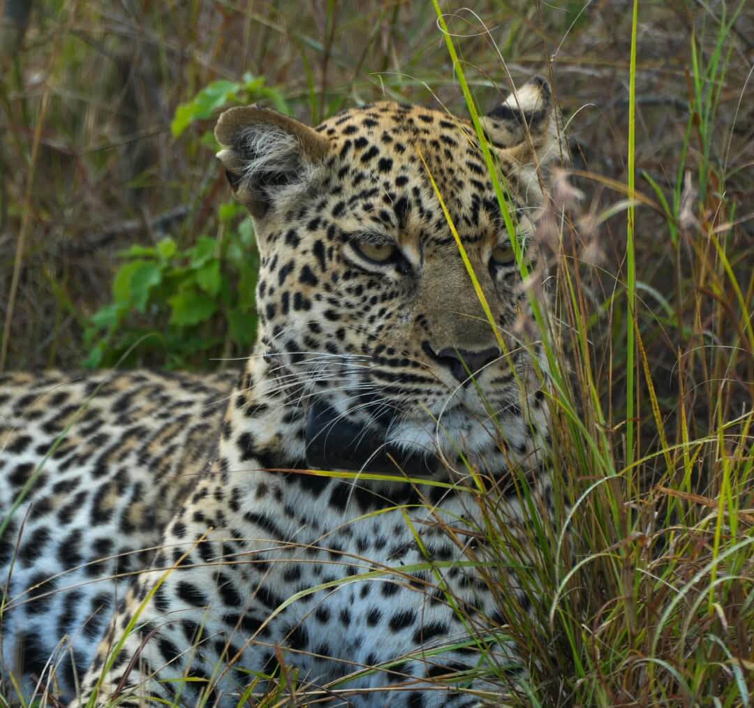 Hiding Leopard Queen Elizabeth Np
