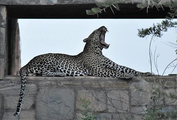 Leopard Murchison Falls National Park