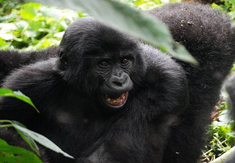 Uganda Gorilla Trekking