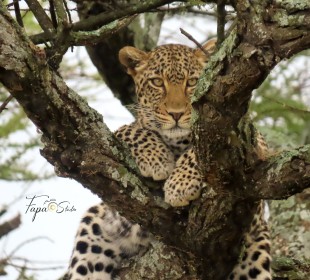 4-Day Wild Adventure in Tarangire, Serengeti, Ngorongoro