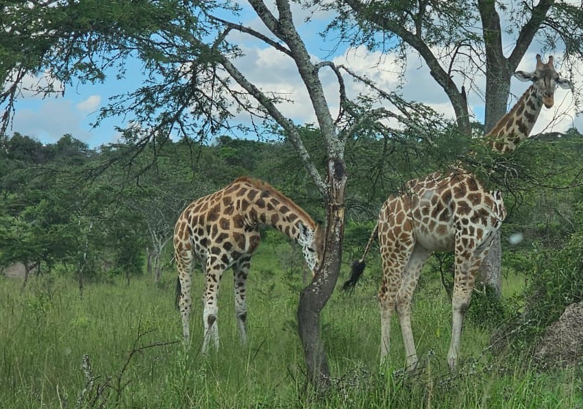 Game Viewing Lake Mburo