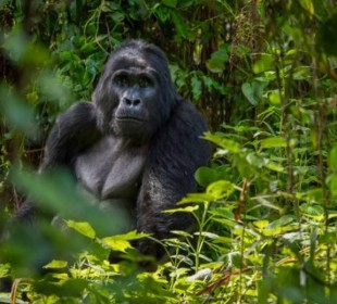 10 Days Uganda Gorilla and Wildlife