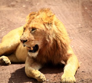 10-Day Comfort Wildlife and Zanzibar Beach Safari