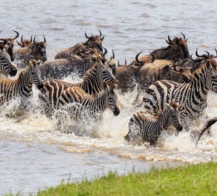 8-Day Great Migration Safari and Mara River Crossing