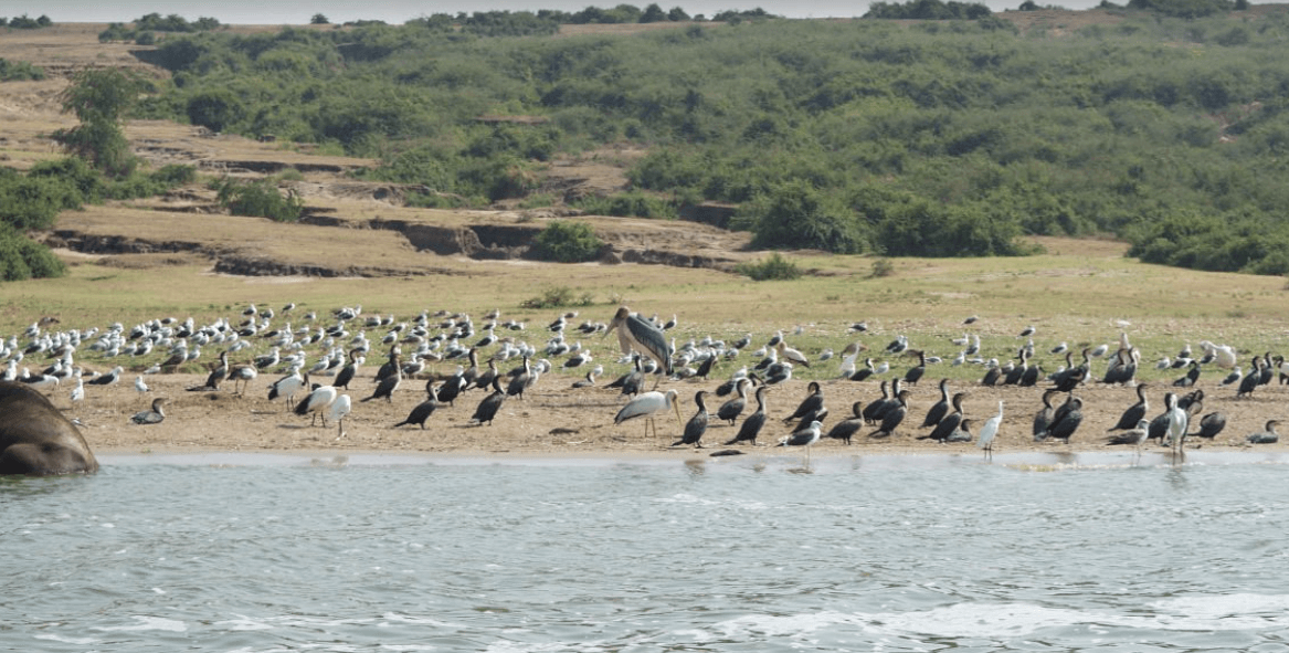 Bird Watching Kazinga Channel Queen Elizabeth