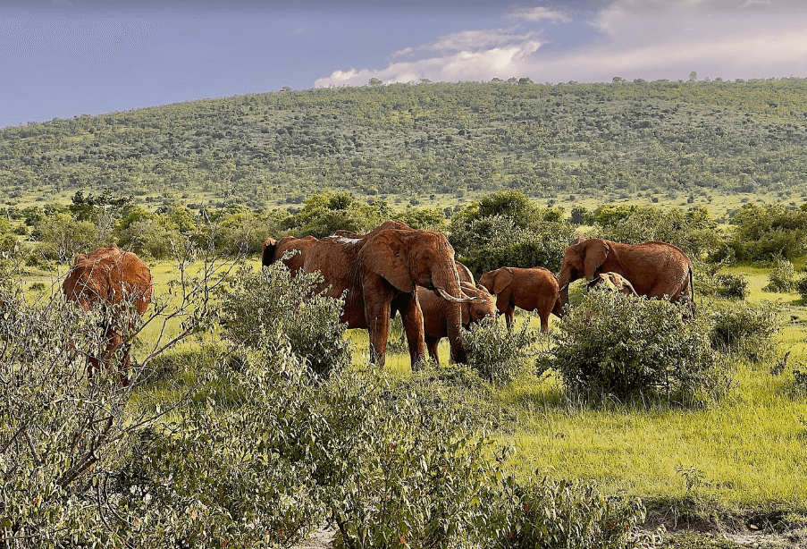 Elephants Masai Mara Game Reserve Kenya