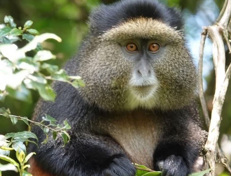 Golden Monkeys Tracking Mgahinga