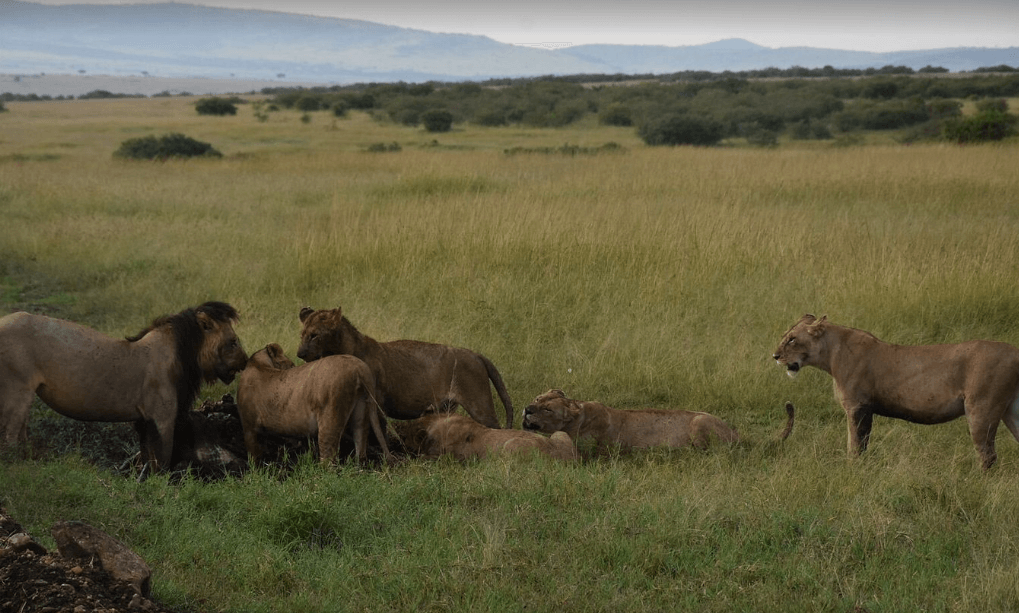 Group Lions In The Savannah Grassland Masai Mara Game Reserve