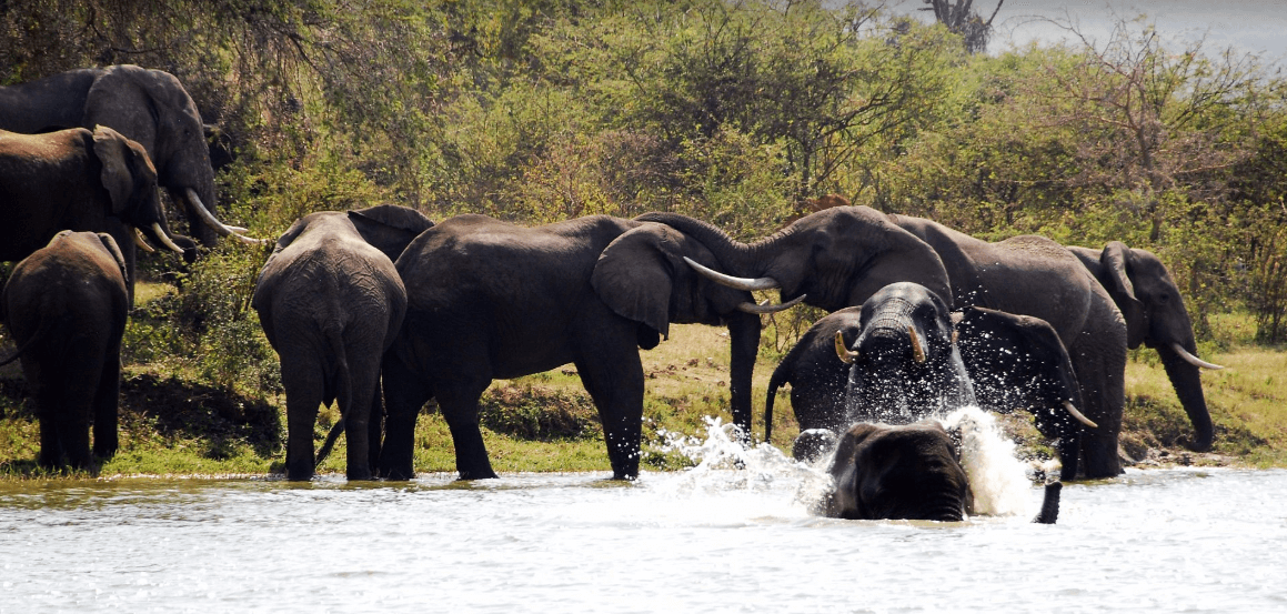 Herd Elephants Relax Kainga Channel