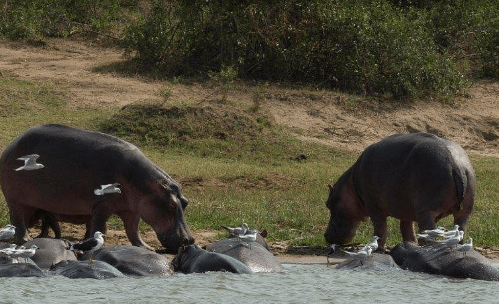 Hippos Drink Water Kazinga Channel