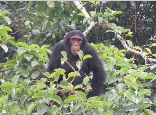 Kibale Chimpanzee Tracking Exercise