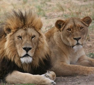 7-Day Tanzania Mid-Budget Safari & Cultural Experience