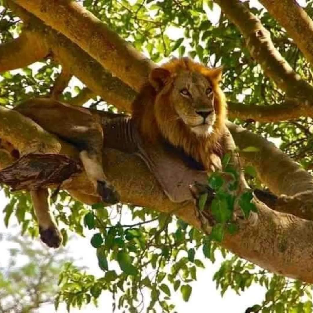 Tree Climbing Lion Ishasha Sector