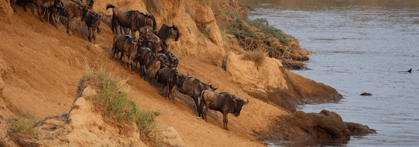 Wildebeest Great Migration Masai Mara
