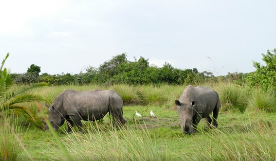 Zziwa Rhinos Tracking Exercise