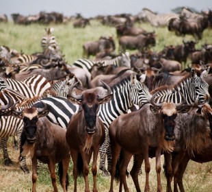 4-Day Luxury Tour, Tarangire, Serengeti and Ngorongoro