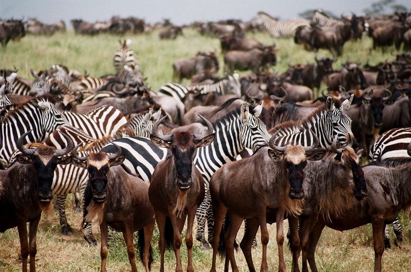4-Day Luxury Tour, Tarangire, Serengeti and Ngorongoro