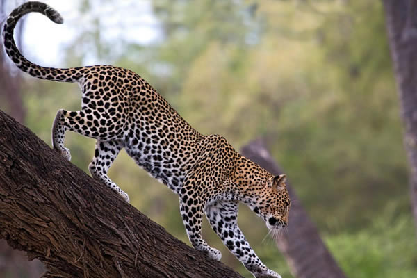 Samburu National Reserve Leopard In Kenya 1440x1080 1