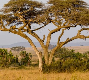 7-Day Northern Tanzania Safari
