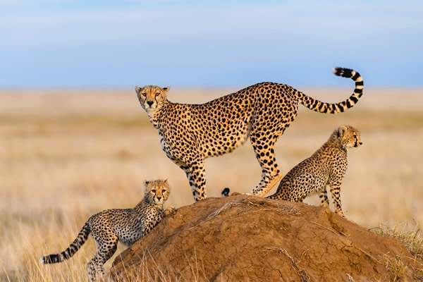 Cheetah Mara Safari 1