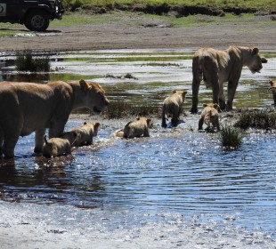 3-Day Mikumi National Park Safari