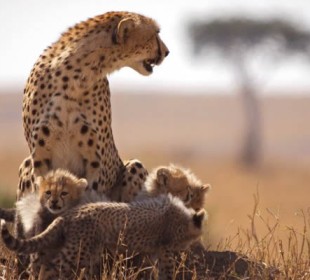 3 Days Masai Mara Safari