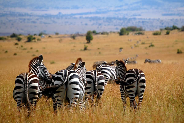 Zebra In Masai Mara