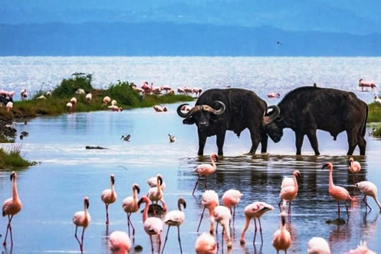 4 Days Lake Nakuru & Masai Mara Safari